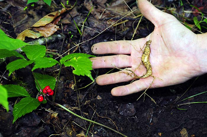 Wild ginseng survival threatened by poachers and out of season digging 