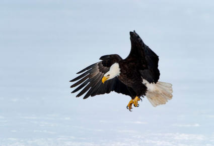 12th annual Southern West Virginia Spring Eagle Survey and Winter Birding Weekend March 1-3, 2019