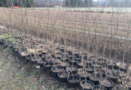 Clements State Tree Nursery selling container trees beginning Feb. 1