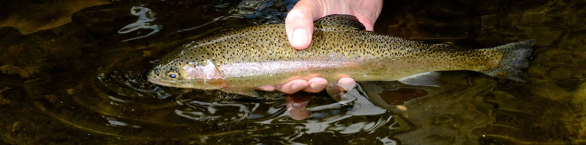 Fishing - West Virginia Division of Natural Resources