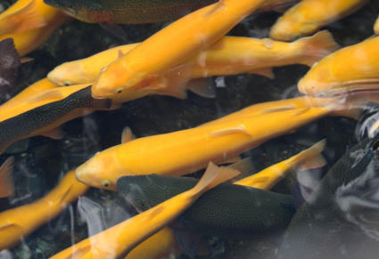 West Virginia Gold Rush returns April 1-6 WVDNR plans special golden rainbow trout stockings