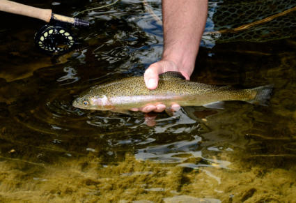 WVDNR delays trout stocking at Middle Wheeling Creek Lake