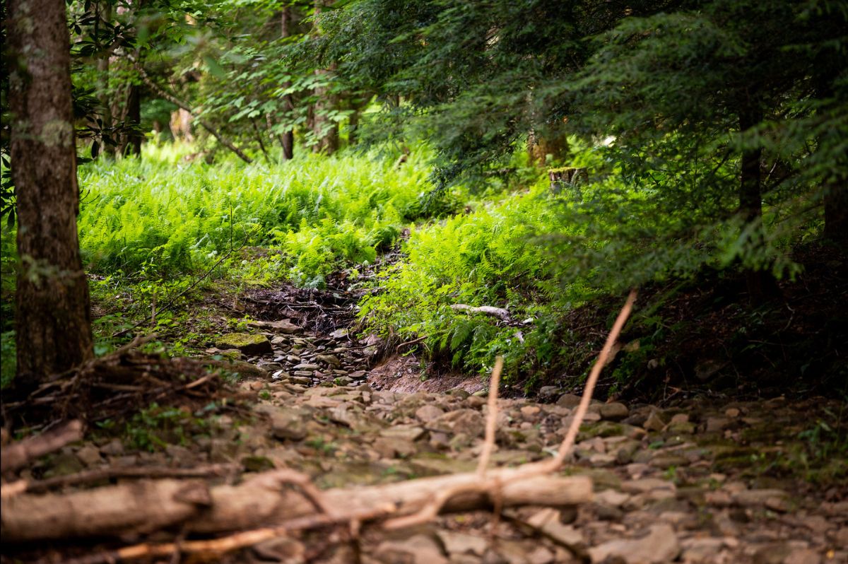 Sign up for West Virginia Forest Stewardship program starts Sept. 1