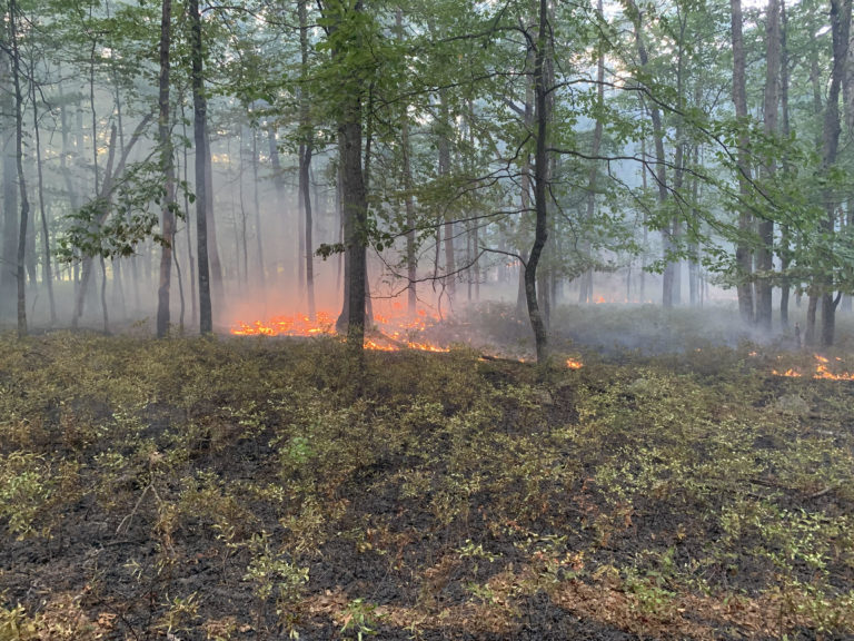WV Division of Forestry subdues fire in Pendleton County