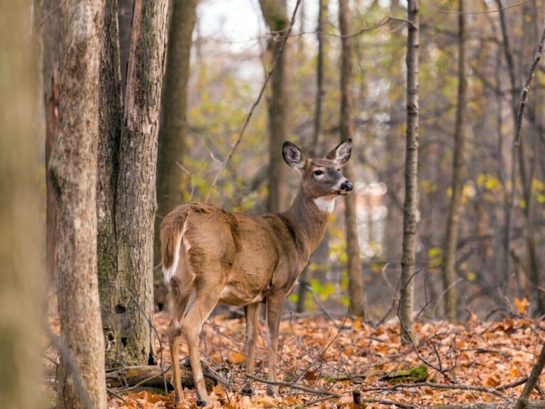 APPLICATIONS AVAILABLE FOR LIMITED PERMIT AREA ANTLERLESS DEER HUNTS