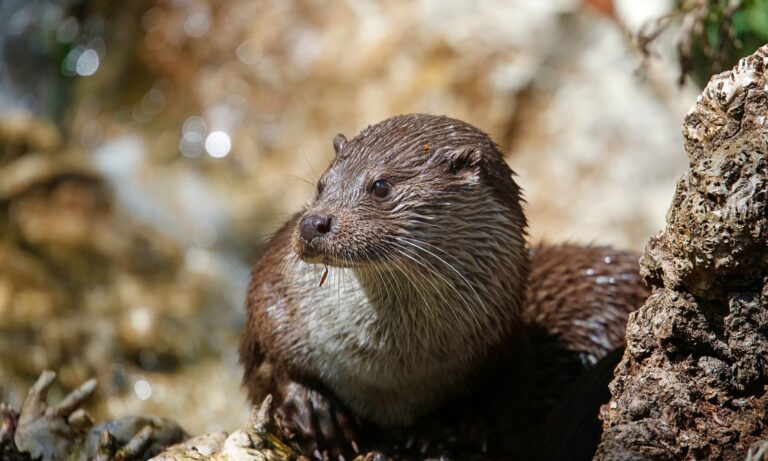 WVDNR seeks public input for river otter citizen science project