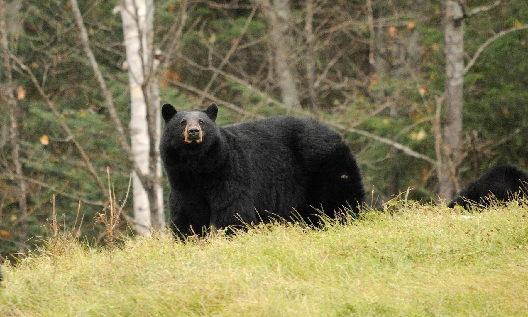 WVDNR reminds hunters about late black bear gun seasons - West Virginia ...