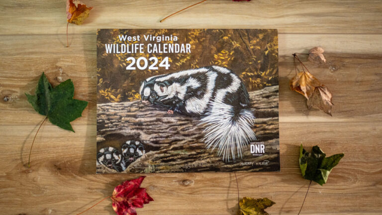 WVDNR seeks art for 40th anniversary edition of West Virginia Wildlife Calendar