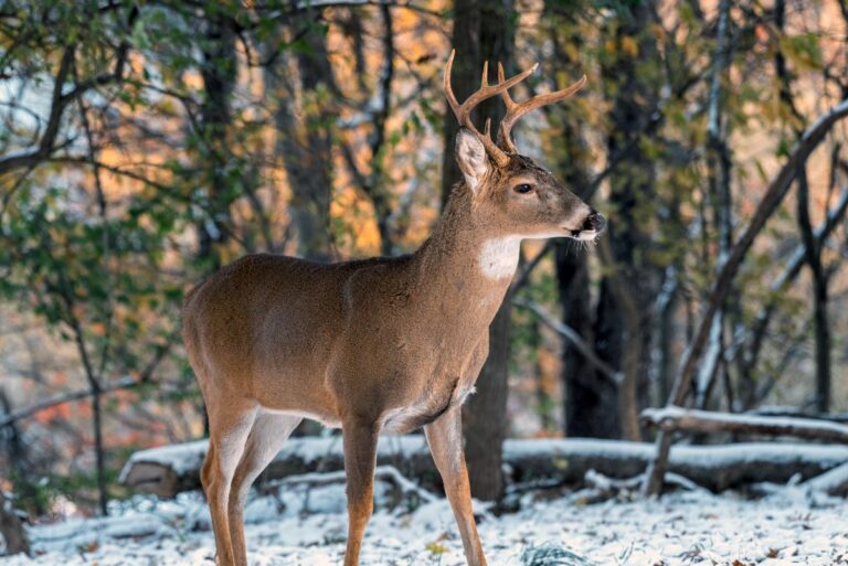 West Virginia deer muzzleloader season to open Dec. 11