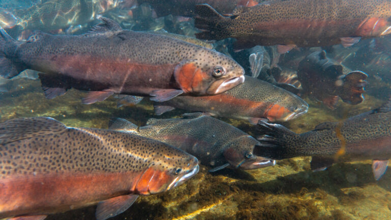 Gov. Justice announces Elk River trout stocking pilot program in Webster County