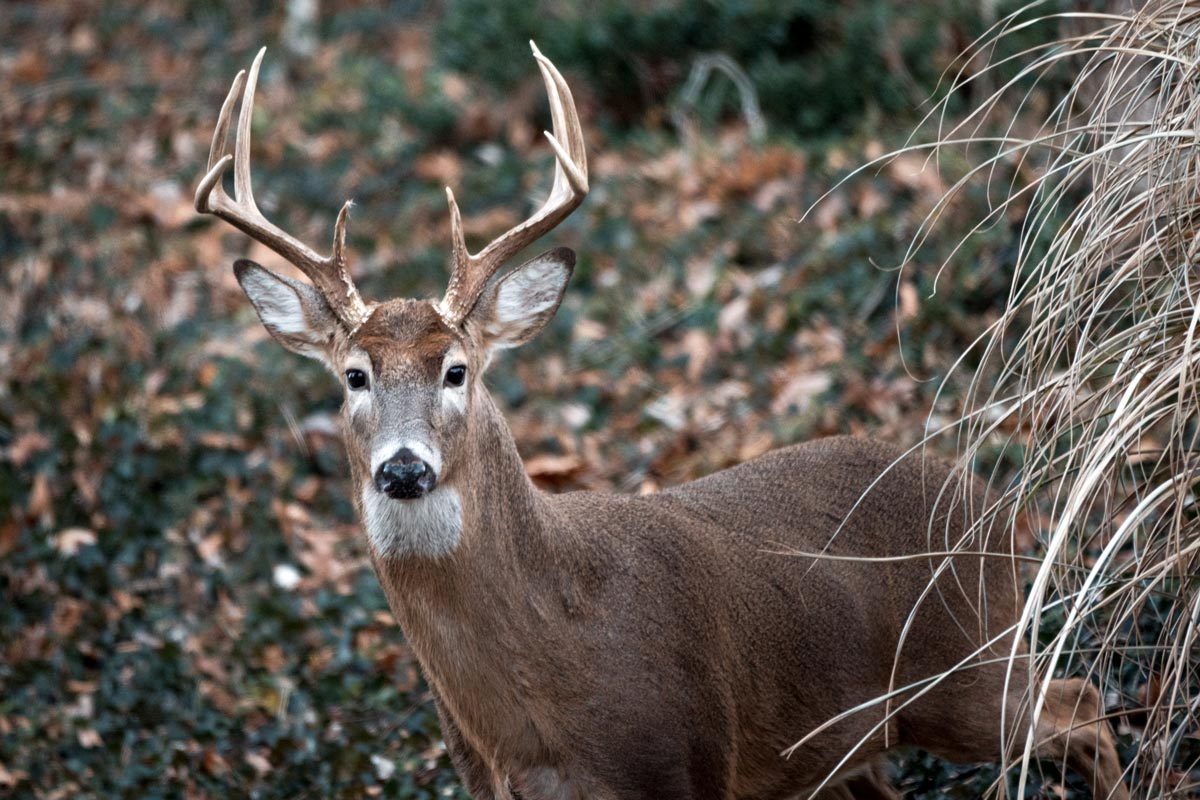 Gov Justice Announces Start Of Buck Firearms Season Return Of Big Buck Photo Contest West 3751