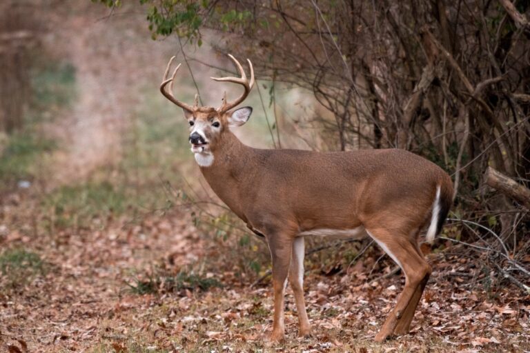 WVDNR reminds Barbour, Jackson, Mason, Upshur hunters about Nov. 20-21 deer examination requirement