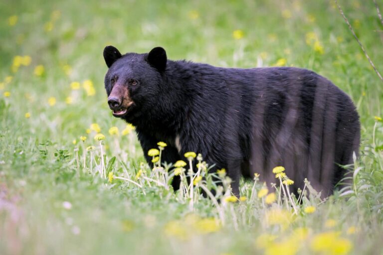 WVDNR reminds residents to remove bear attractants from property
