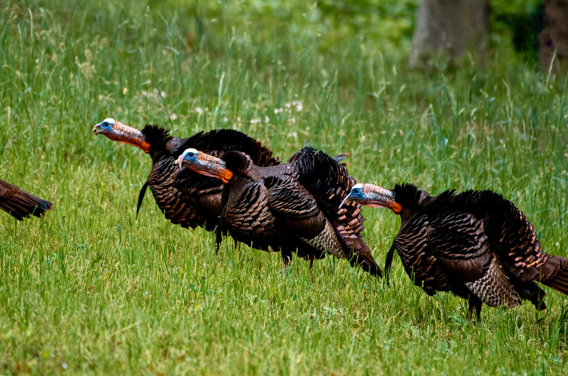 Gov. Justice announces West Virginia spring gobbler season opens April