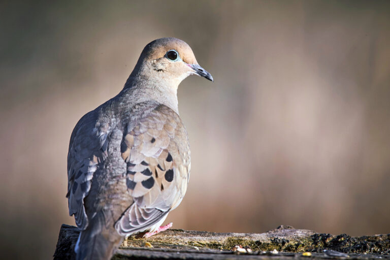 South Branch WMA mourning dove controlled hunt applications available