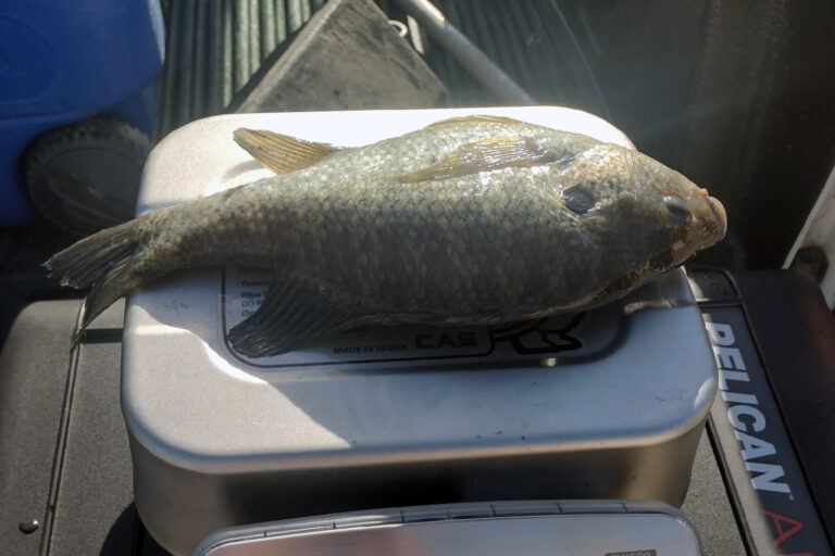Gov. Justice, WVDNR announce two state record fish caught in June