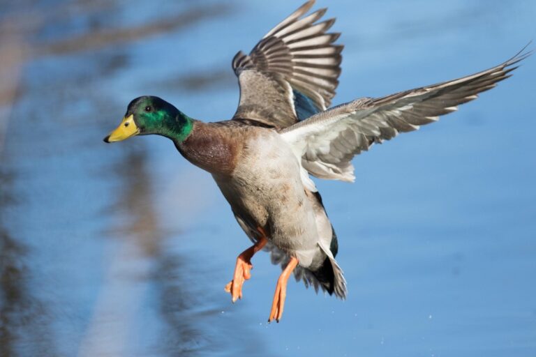 WVDNR accepting applications for waterfowl hunt at McClintic WMA