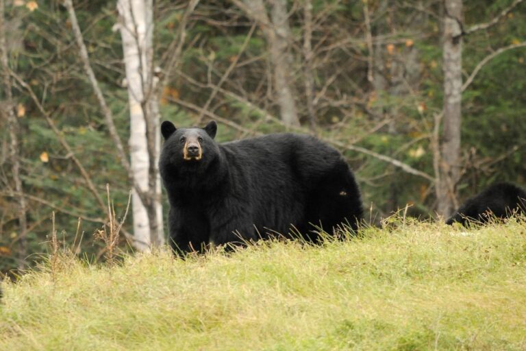 WVDNR reminds bear hunters about early firearms seasons