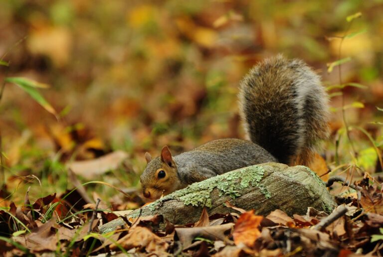 West Virginia’s squirrel season starts Sept. 14