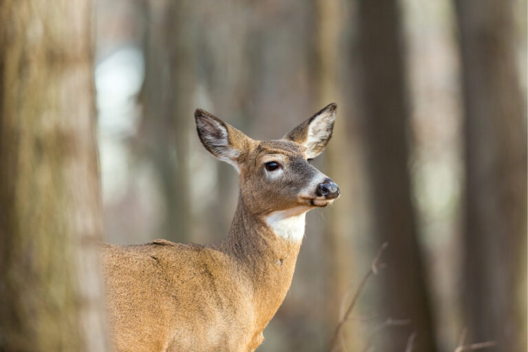 Gov. Justice encourages hunters to participate in early antlerless deer firearms season