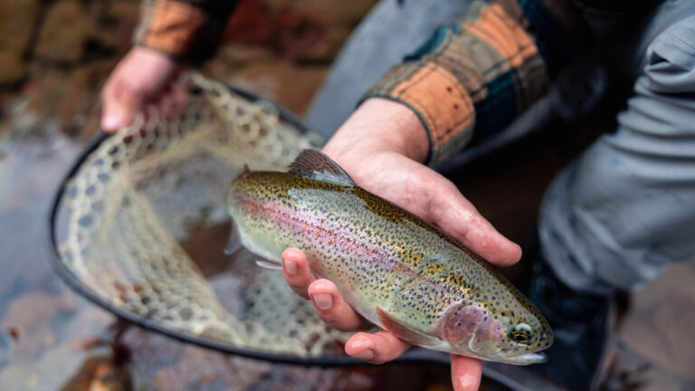 Gov. Justice announces extra Elk River trout stockings in Webster County