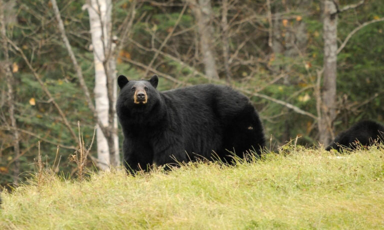 WVDNR reminds hunters about concurrent black bear gun season