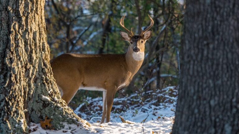 Muzzleloader deer season to open December 16