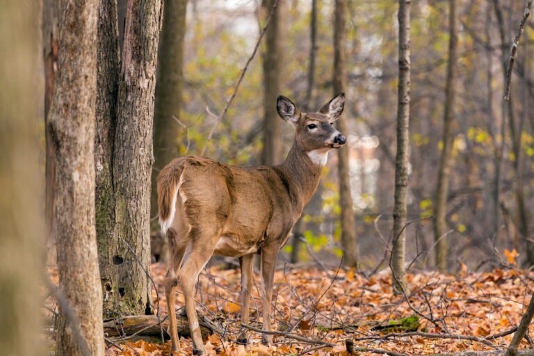 WVDNR releases Big Game Bulletin