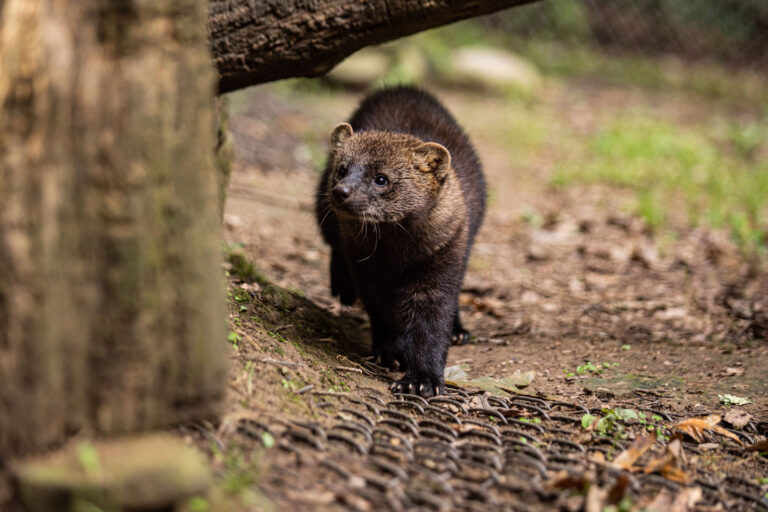 West Virginia Wildlife Center spring hours start April 1