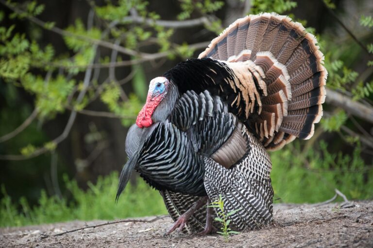 WV Spring Gobbler Season to Open April 21