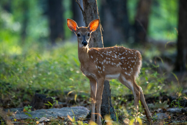WVDNR Urges Public to Leave Young Wildlife Alone