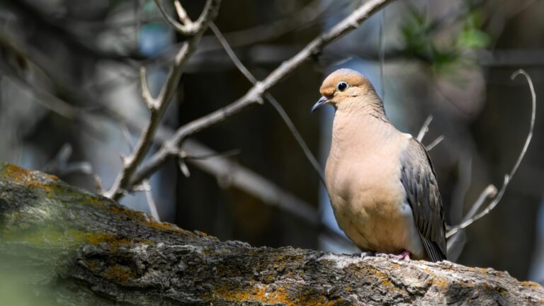 South Branch WMA Mourning Dove Controlled Hunt Applications Available