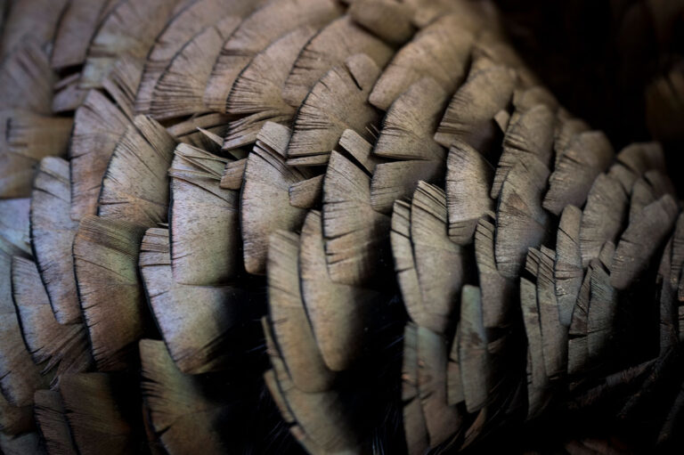 Hunters in West Virginia harvest 10,694 spring turkeys in 2025