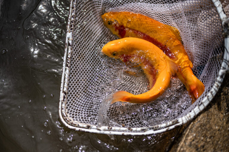 WVDNR announces West Virginia Gold Rush giveaway winners