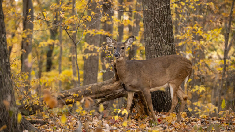 WVDNR accepting applications for antlerless deer hunt lotteries