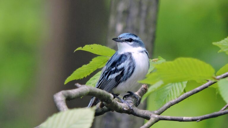 WVDNR Seeks Input on State Wildlife Action Plan