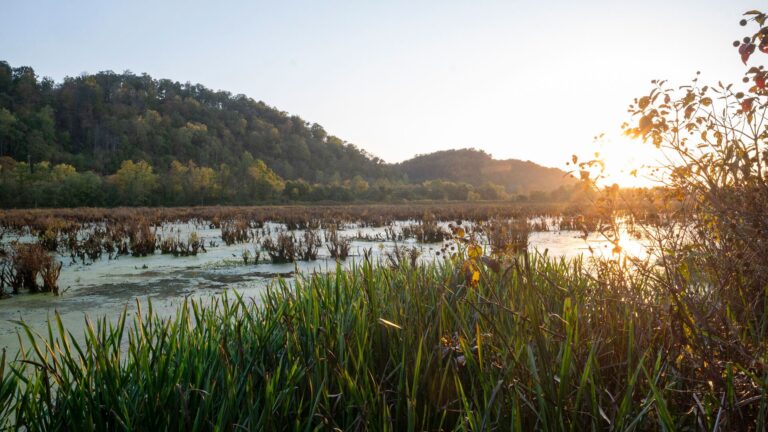 WVDNR Announces Migratory Game Bird Seasons and Regulation Changes
