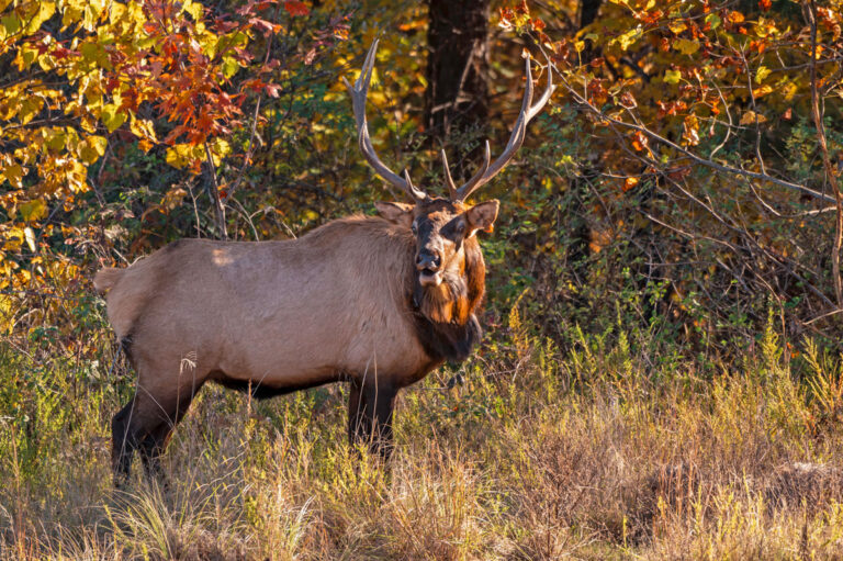 WVDNR Announces Return of Elk Management Tours for 2026 Season