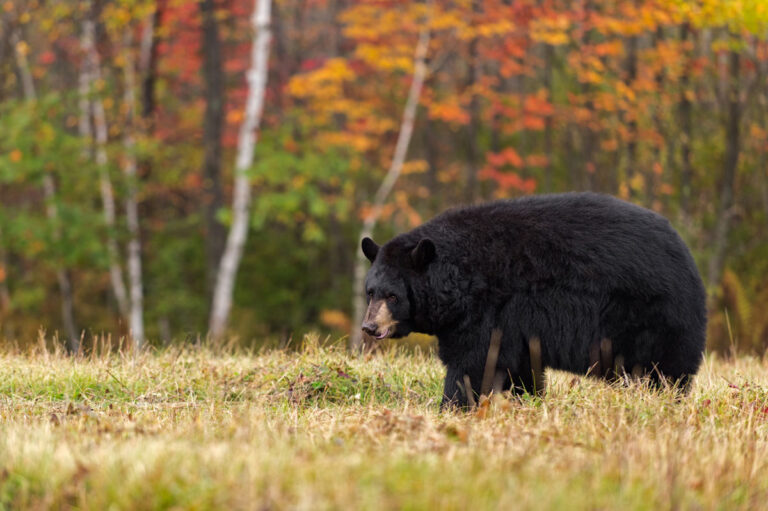 Early Bear Firearms Season Opens Aug. 30 in 4 Counties