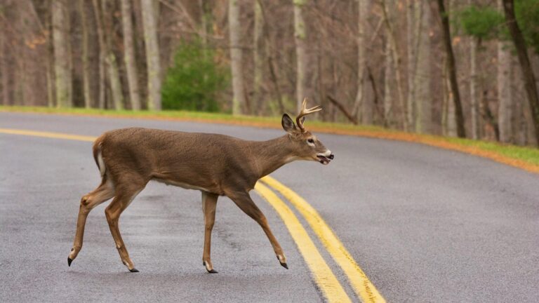 WVDNR to Conduct Nighttime Deer Surveys Across State
