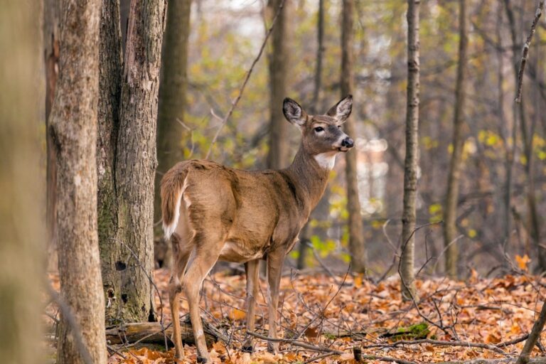 WVDNR Issues Permits for Class N Lottery Hunts