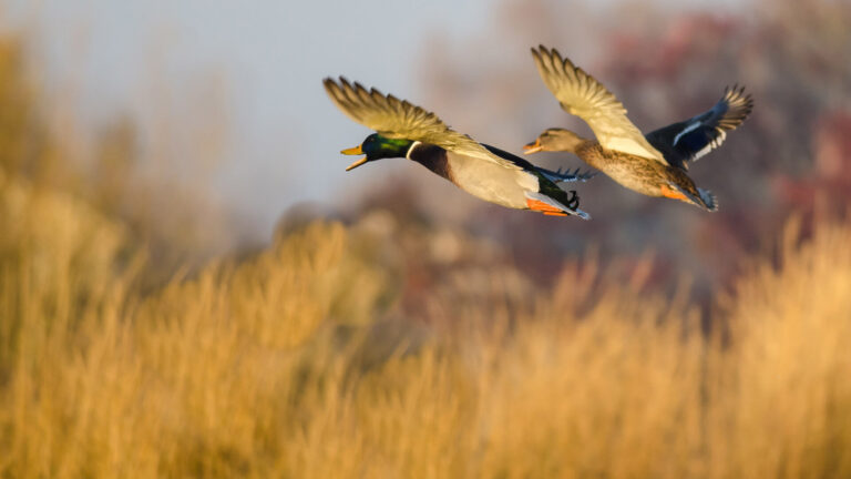 WVDNR Announces Duck Hunting Season Dates