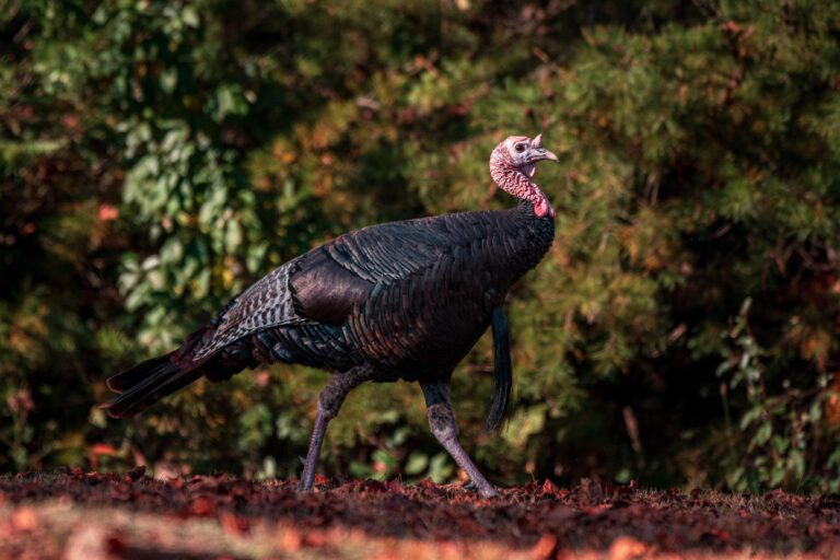 West Virginia’s fall turkey season opens Oct. 11